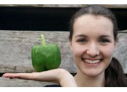 GREEN CAPSICUM MEDIUM Size Each  Pukekohe Grown